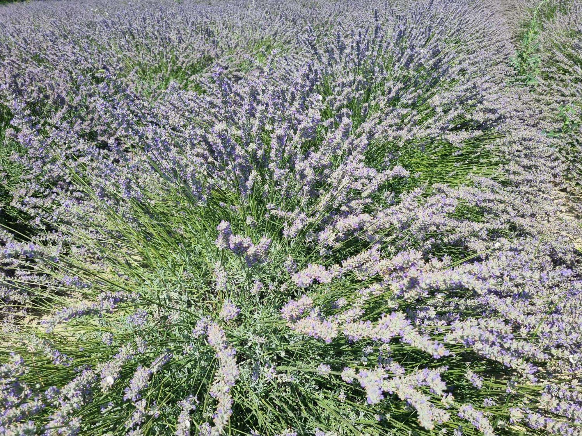 Mas Des Muriers Saumane-de-Vaucluse Dış mekan fotoğraf
